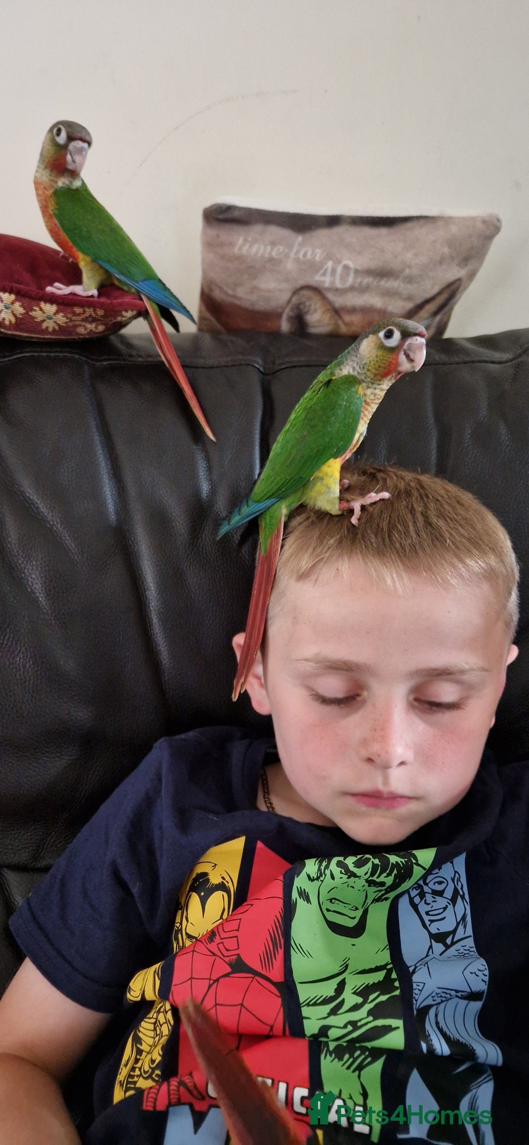 Conures birds for sale: Hand reared yellow sided greencheek conure  - Image 2