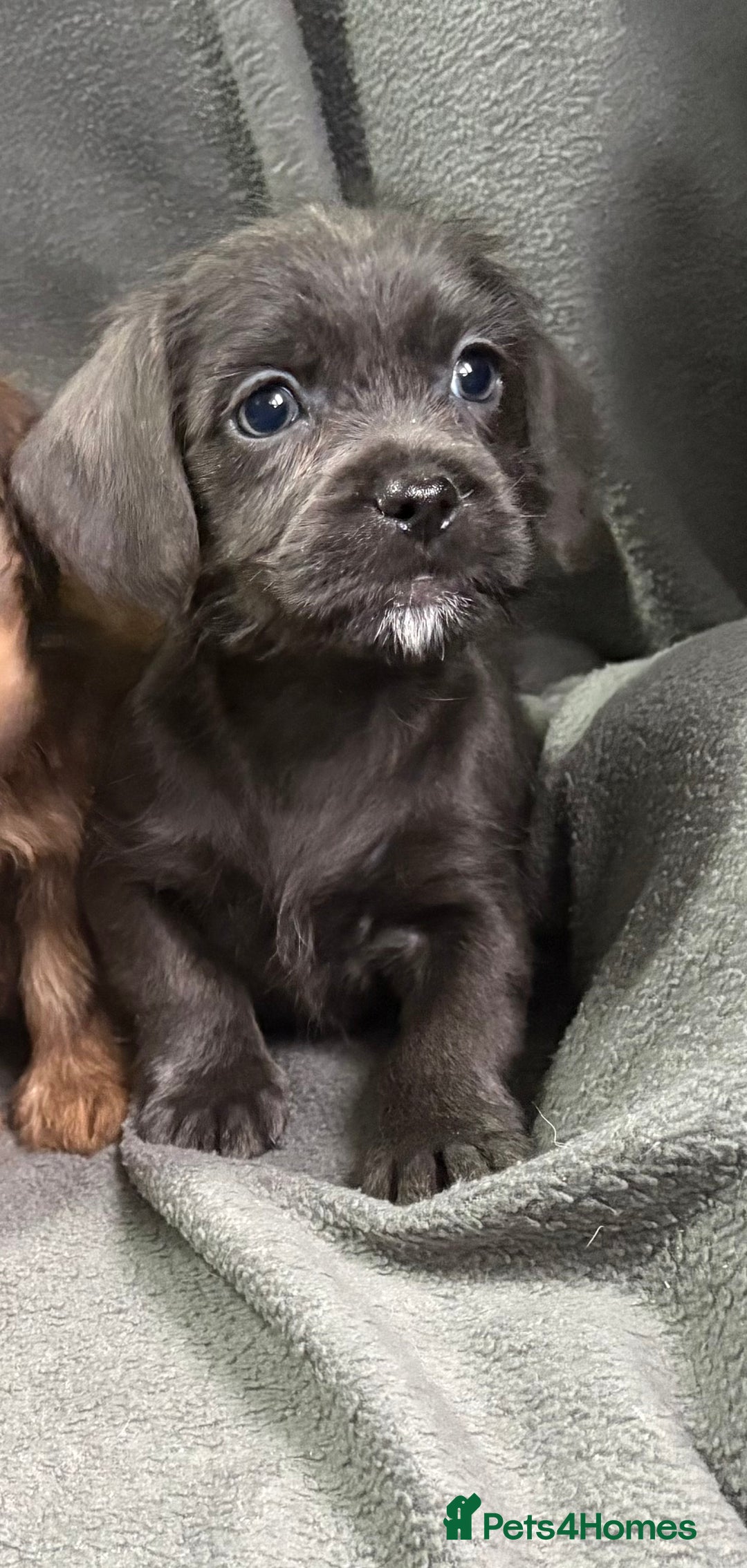 Mixed Breed dogs for sale: LOVELY LITTER OF SCHWEENIES  - Advert 11