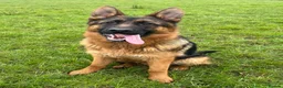 German Shepherd dogs for sale: Outstanding Vomkonstanz German Shepherd Litter  - Advert 2