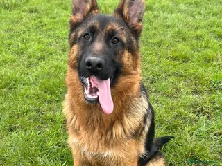 German Shepherd dogs Outstanding Vomkonstanz German Shepherd Litter - Advert 12