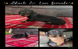 Miniature Dachshund dogs for sale: *REDUCED* 2 stunning female pups left - Image 3