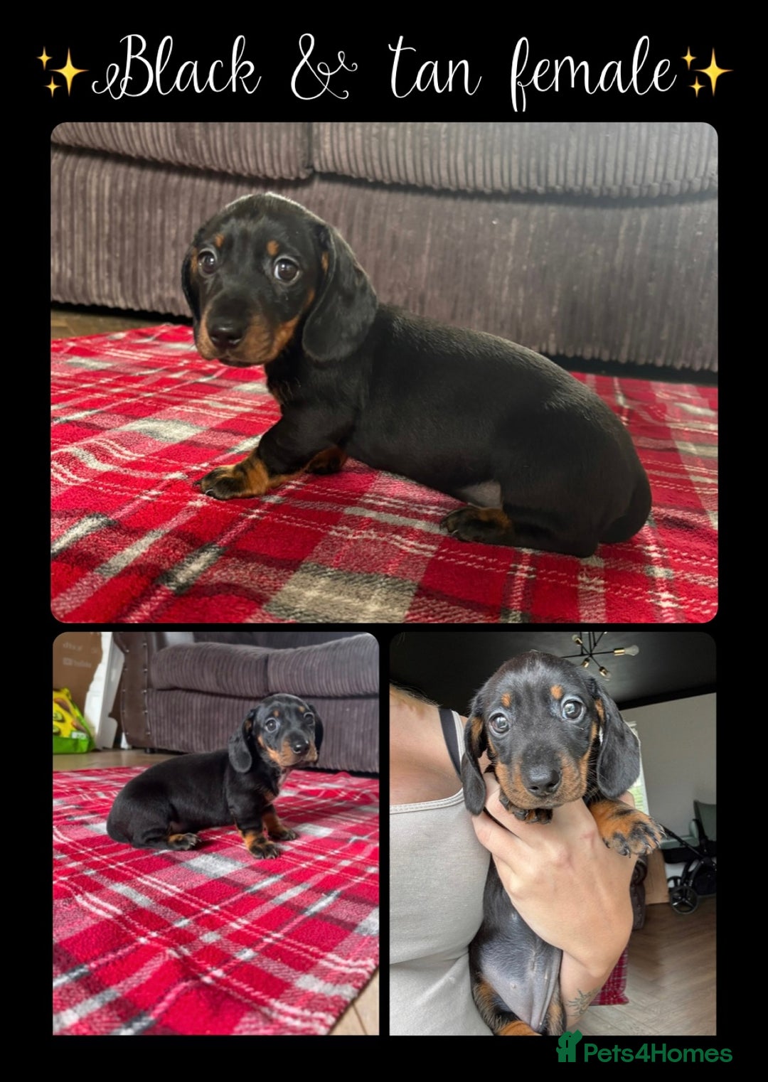 Miniature Dachshund dogs for sale: *REDUCED* 2 stunning female pups left - Image 3