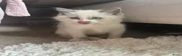 Ragdoll cats for sale: Male ragdoll kittens  - Advert 11
