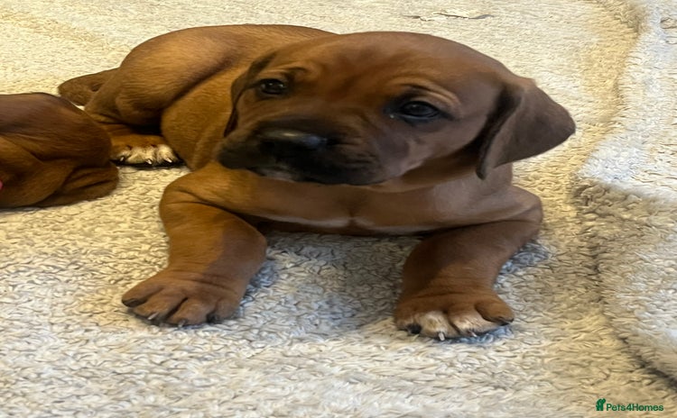 Mixed Breed dogs - Advert 6