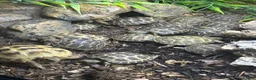 Tortoise reptiles for sale: Baby Horsfield Tortoises for sale - Advert 4