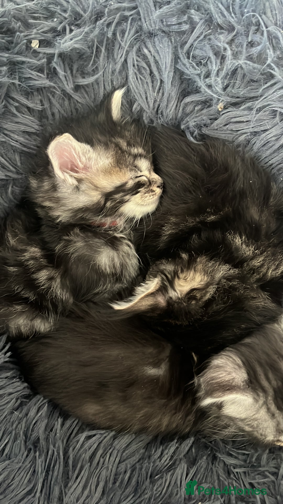 Maine Coon cats for sale: Maine coone kittens  - Image 6