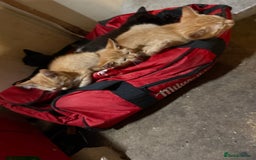 Mixed Breed cats for sale: Kittens for sale  - Image 6