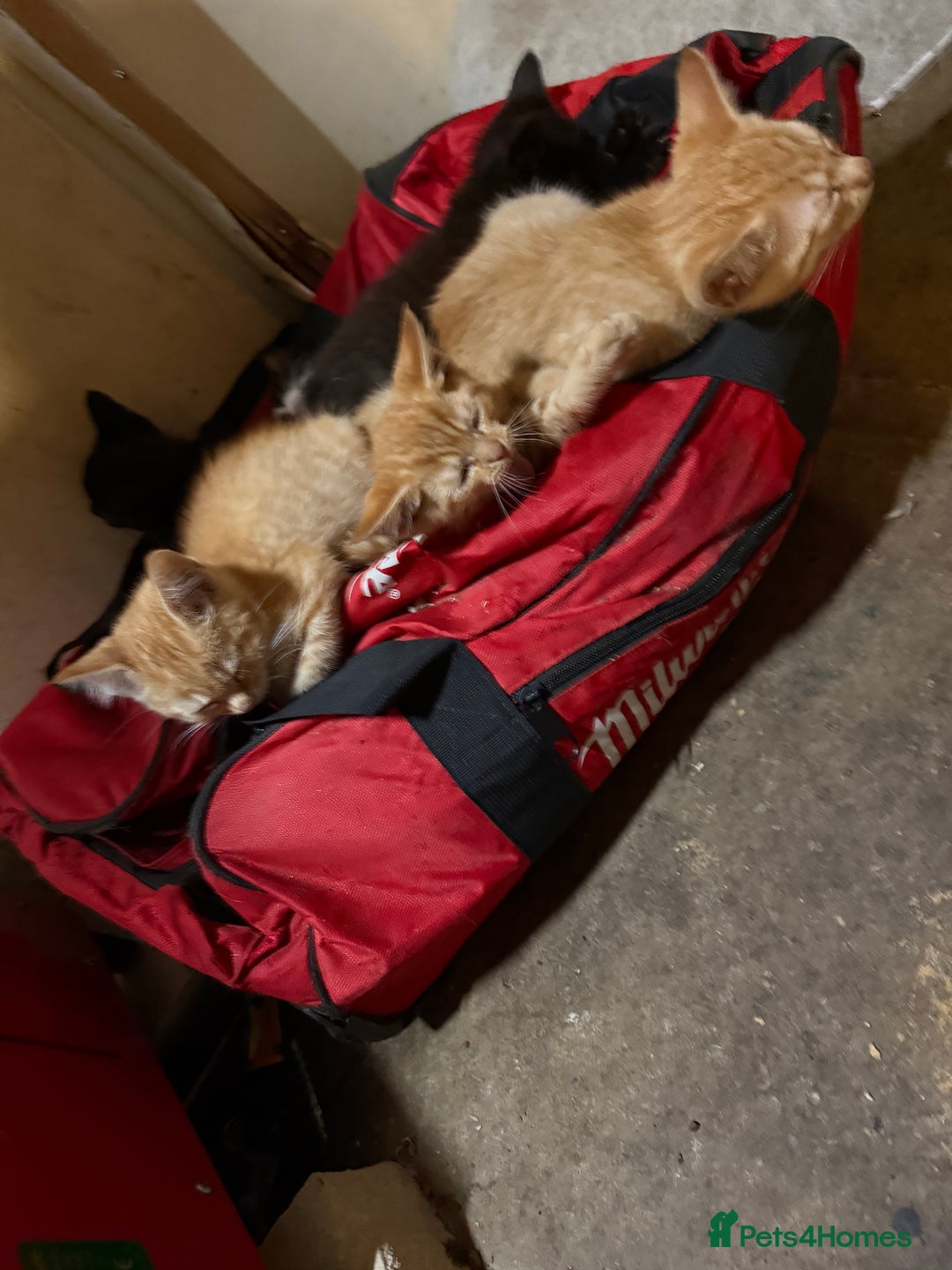 Mixed Breed cats for sale: Kittens for sale  - Image 6
