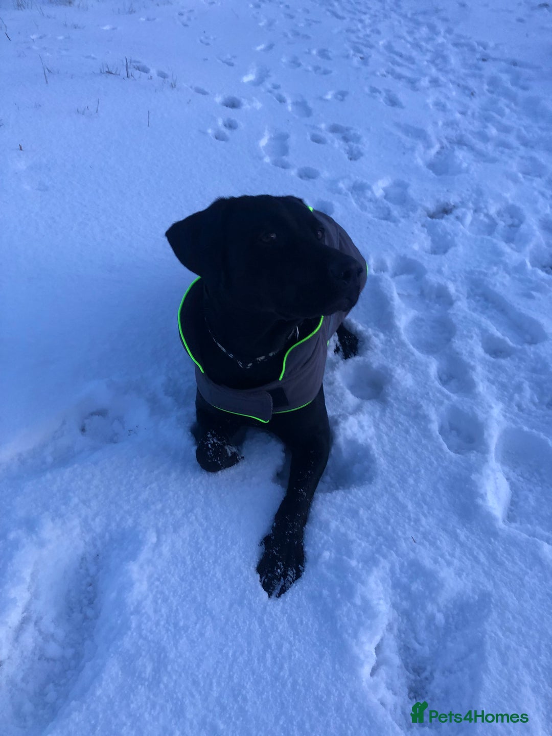 Mixed Breed dogs for sale: Labrador cross with Siberian husky  - Advert 7