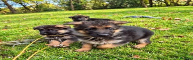 German Shepherd 4