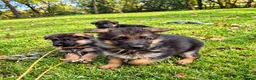 German Shepherd dogs for sale: World class German Shepherds - Advert 16