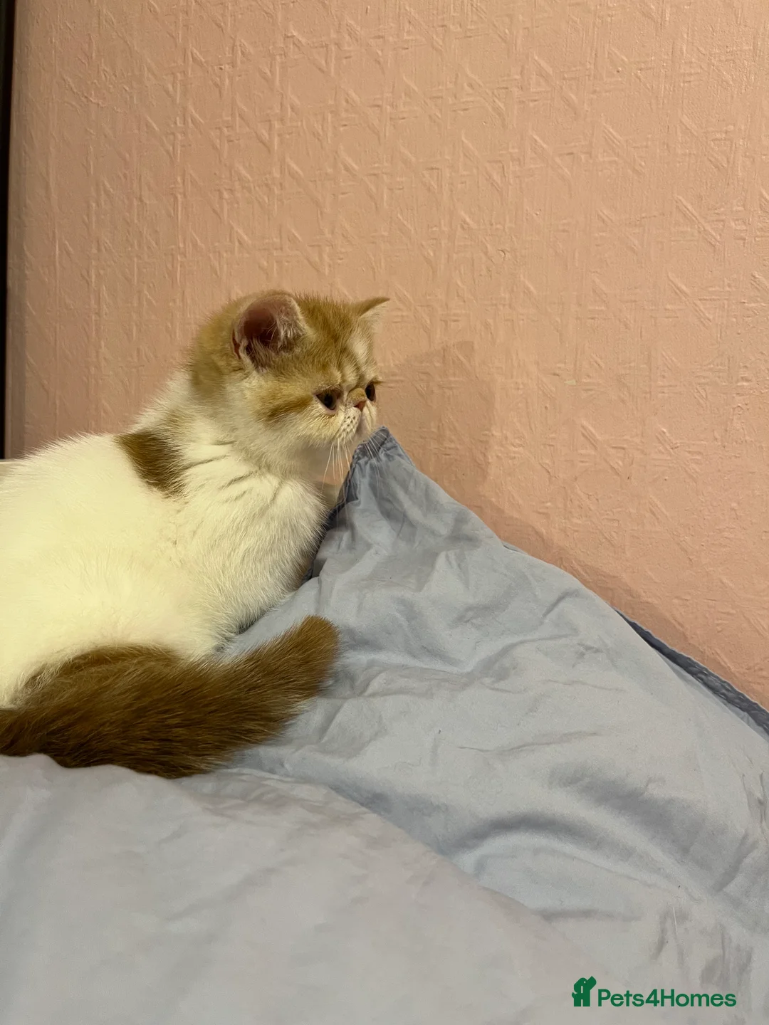 Exotic cats for sale: Exotic kittens  - Advert 16