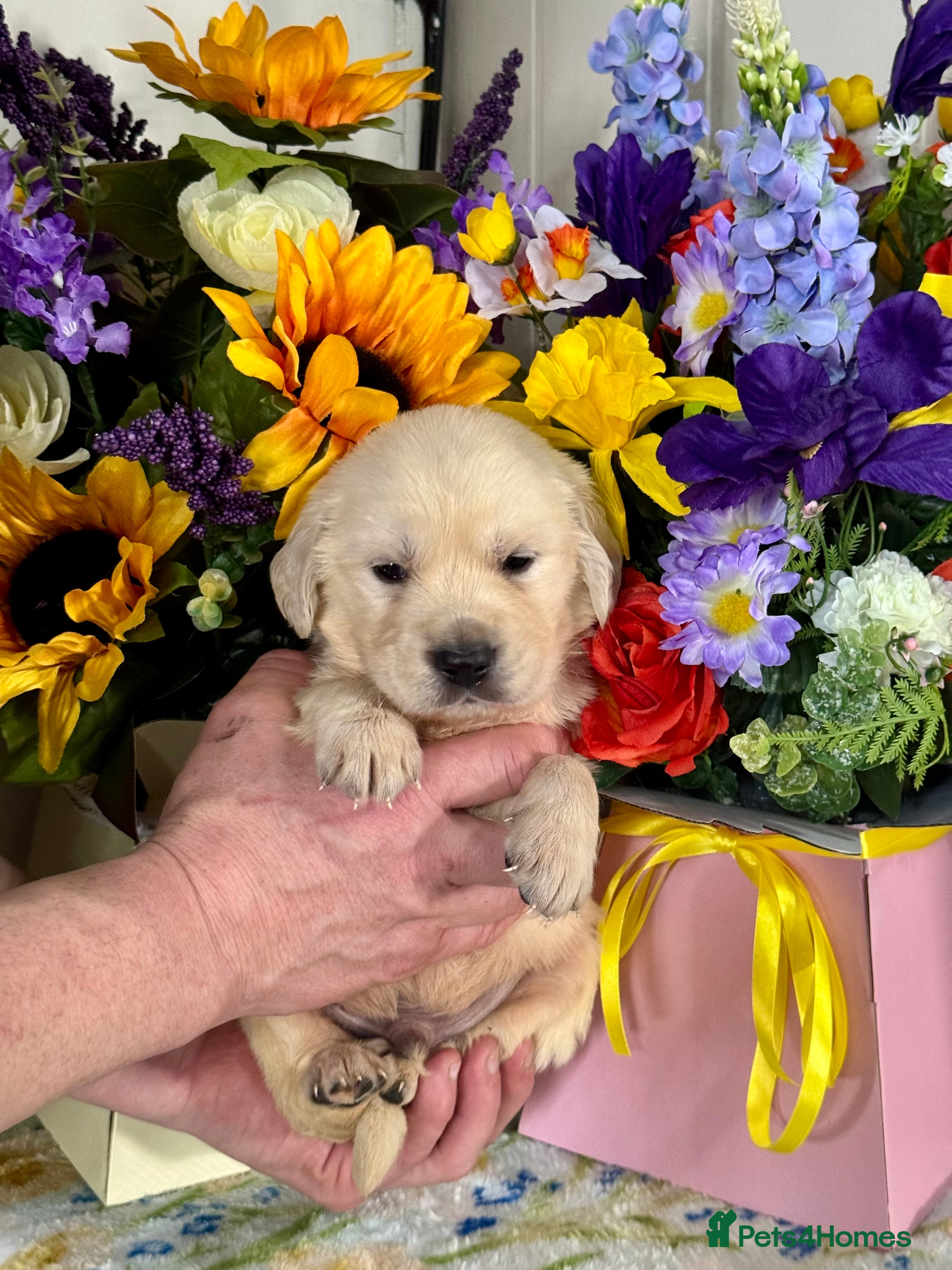 Golden Retriever dogs Boys only  kc reg golden retriever puppies  - Advert 10