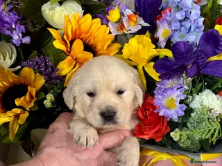 Golden Retriever dogs Boys only kc reg golden retriever puppies - Advert 10