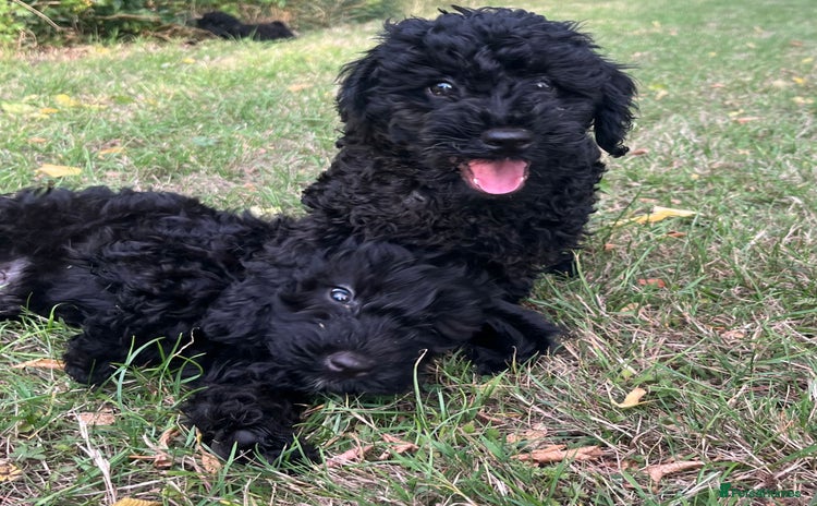 Cockapoo dogs Cockapoo Puppies - Advert 1