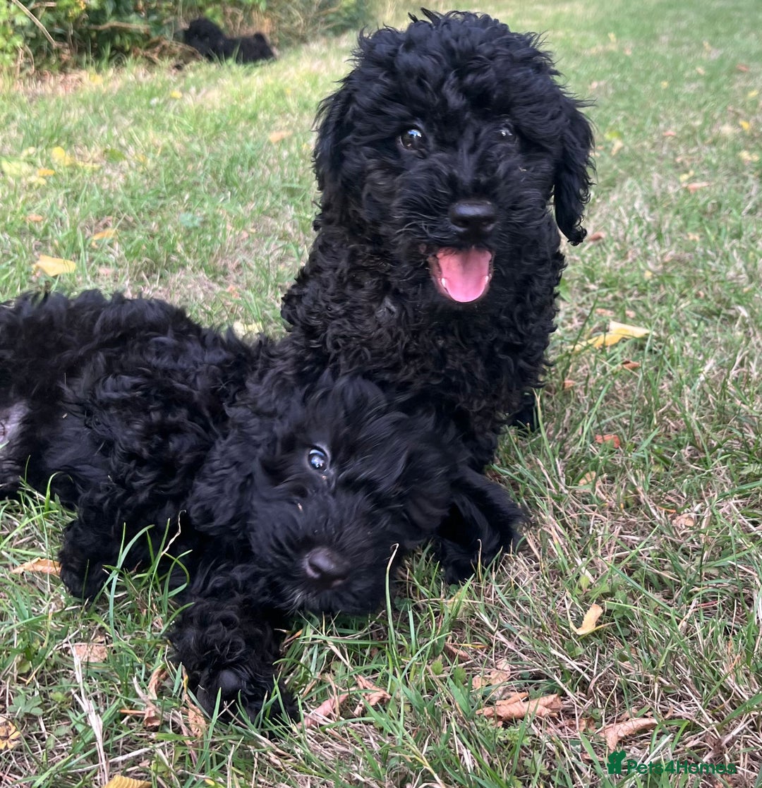 Cockapoo dogs for sale: Cockapoo Puppies - Advert 1