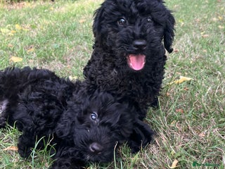 Cockapoo dogs Cockapoo Puppies - Advert 1