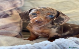 Miniature Dachshund dogs for sale: ❤️🐾💫 Outstanding Miniature Dachshunds 🐾❤️💫 - Image 8