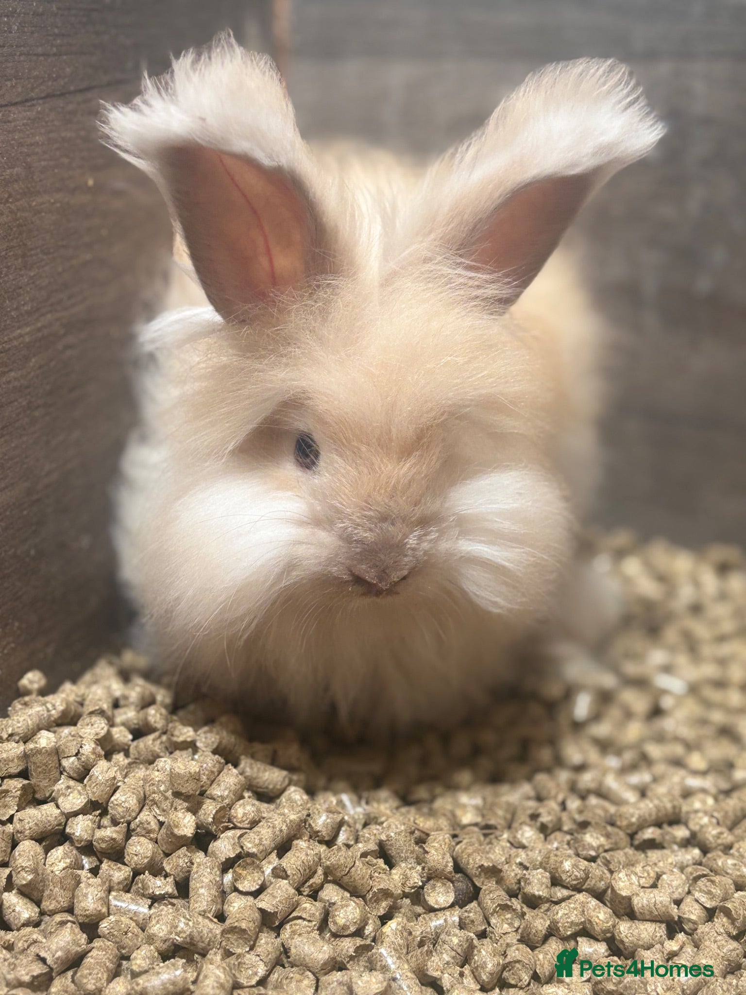 Angora rabbits Ready now !! Beautiful Angora rabbits - Advert 5