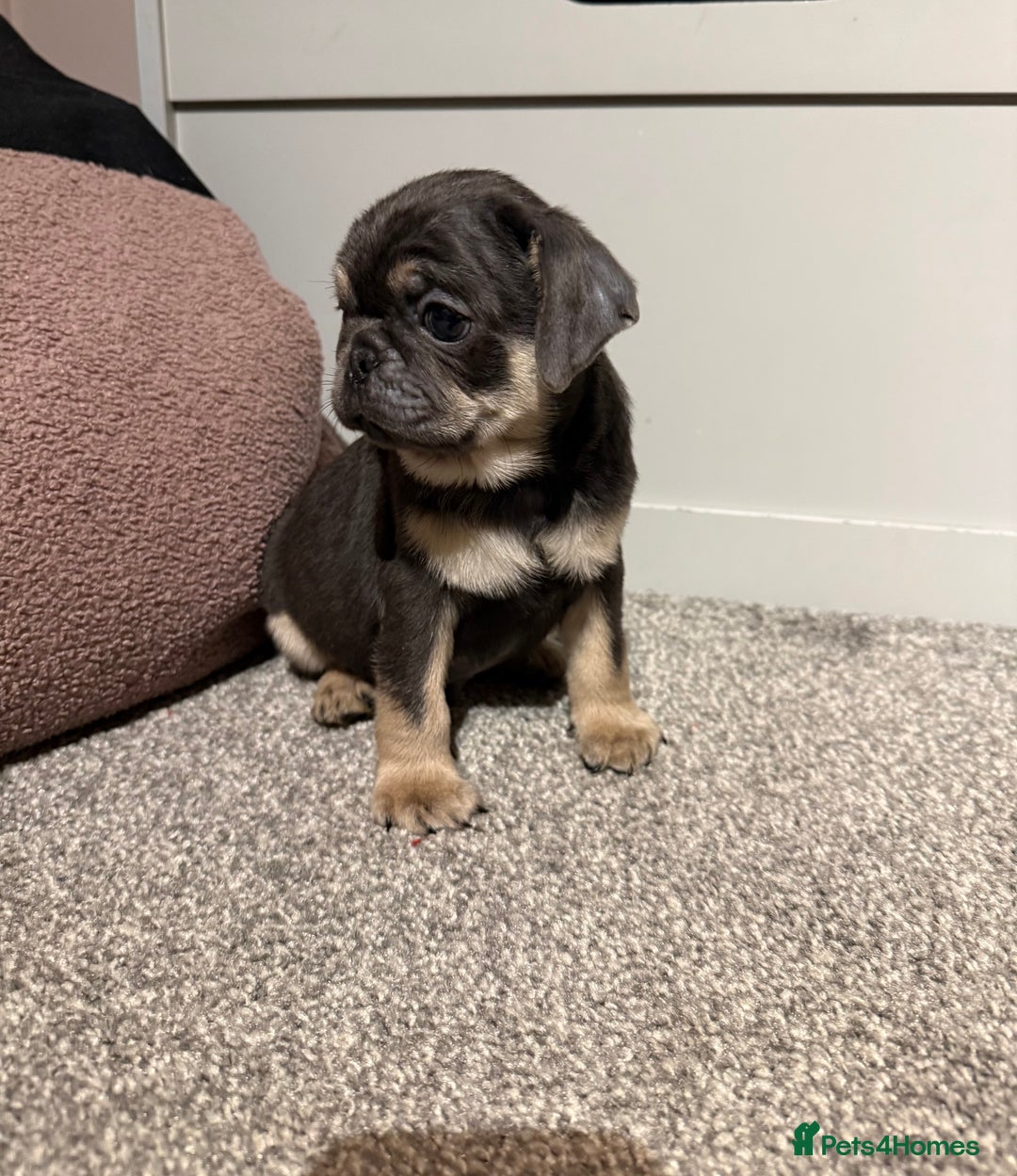 Pug dogs for sale: Only 2 left! Rare coloured pug puppies available  - Advert 33
