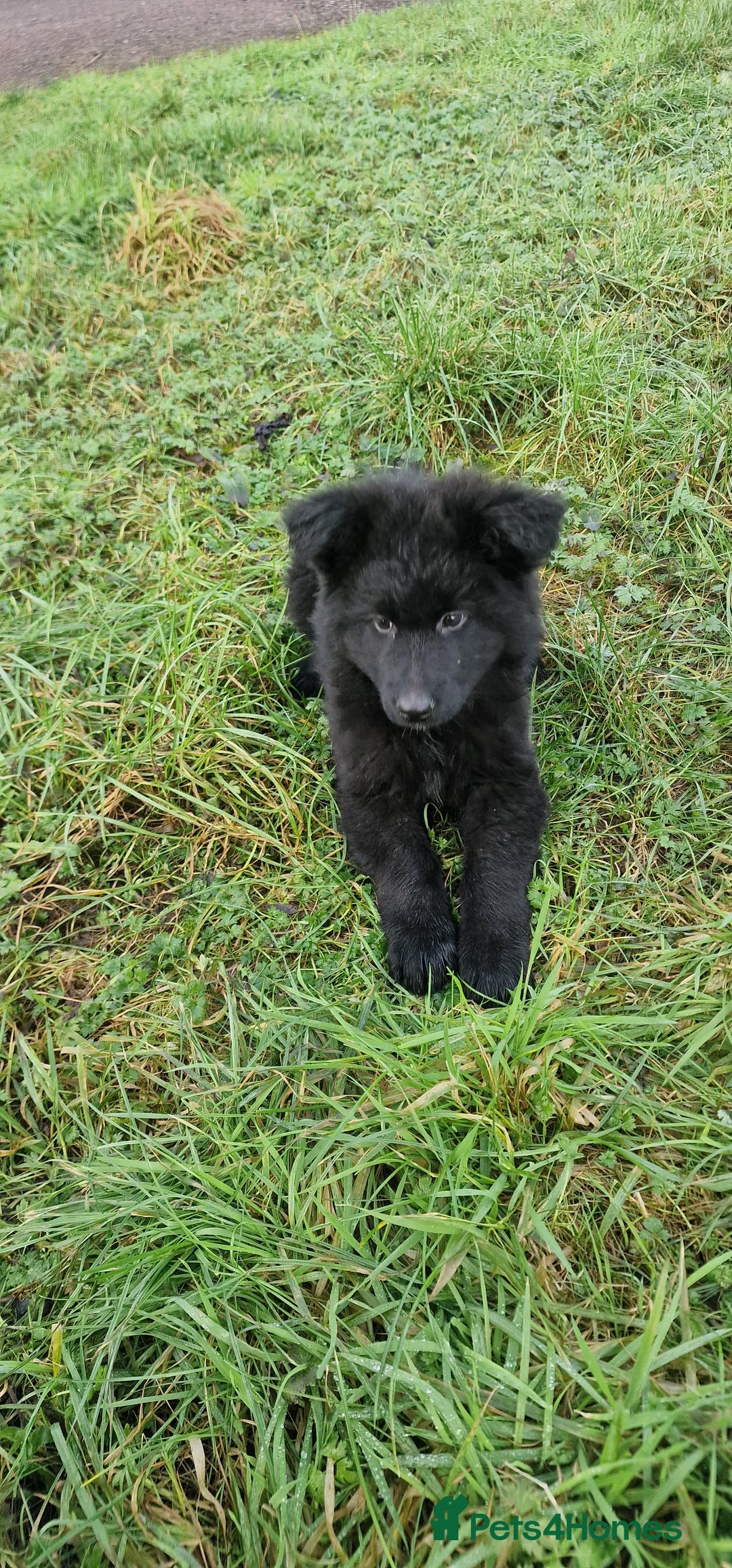 German Shepherd dogs for sale: German Shepherd pups  - Advert 3