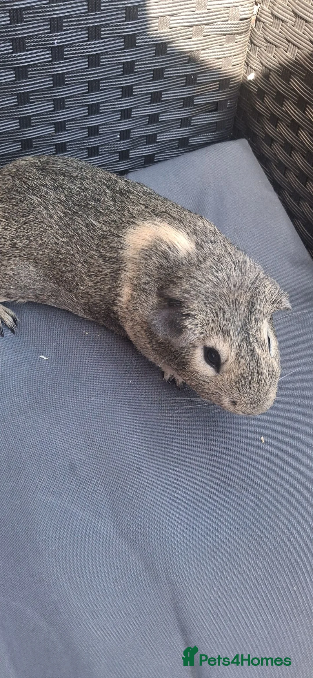Guinea Pig rodents for sale: Baby boy guinea pigs  - Advert 2