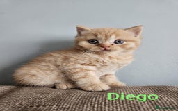 British Shorthair cats for sale: British short hair kittens - Image 9