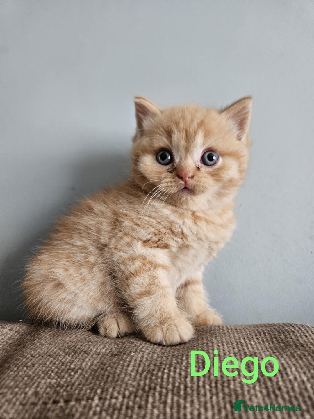 British Shorthair cats for sale: British short hair kittens - Image 9