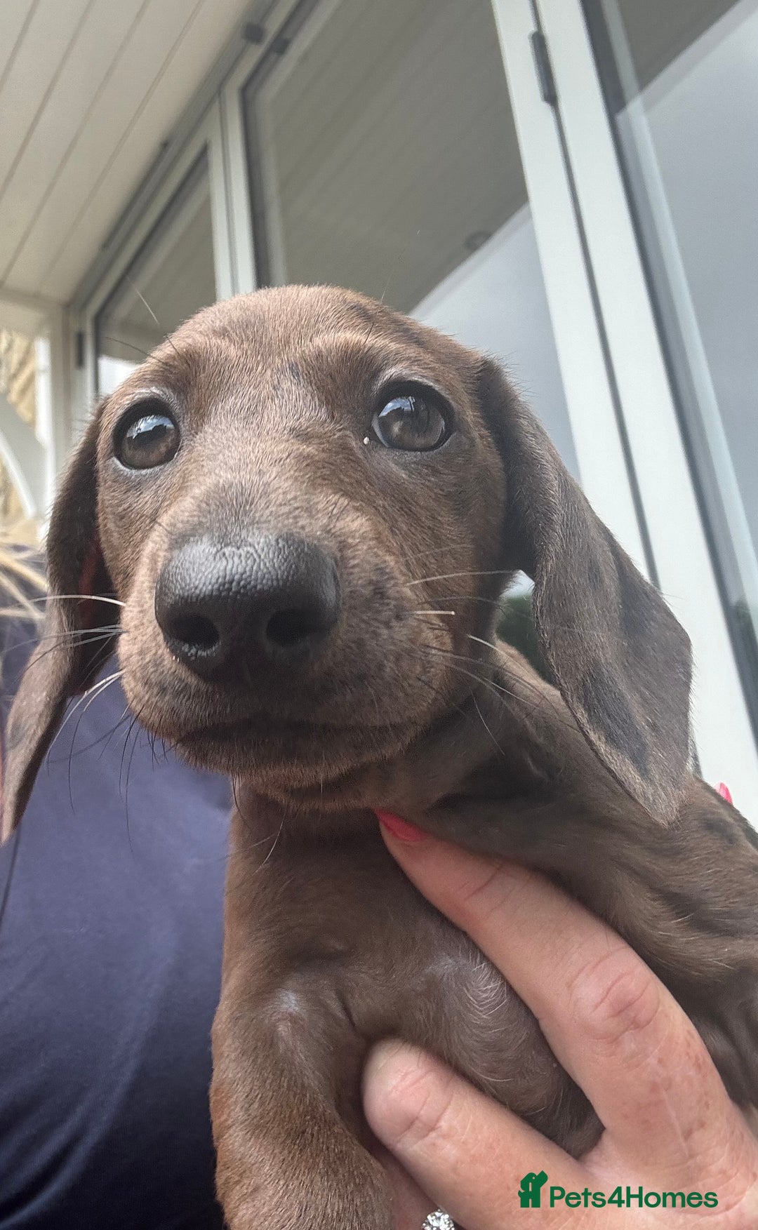 Miniature Dachshund dogs for sale: KC miniature Daschunds    - Image 6