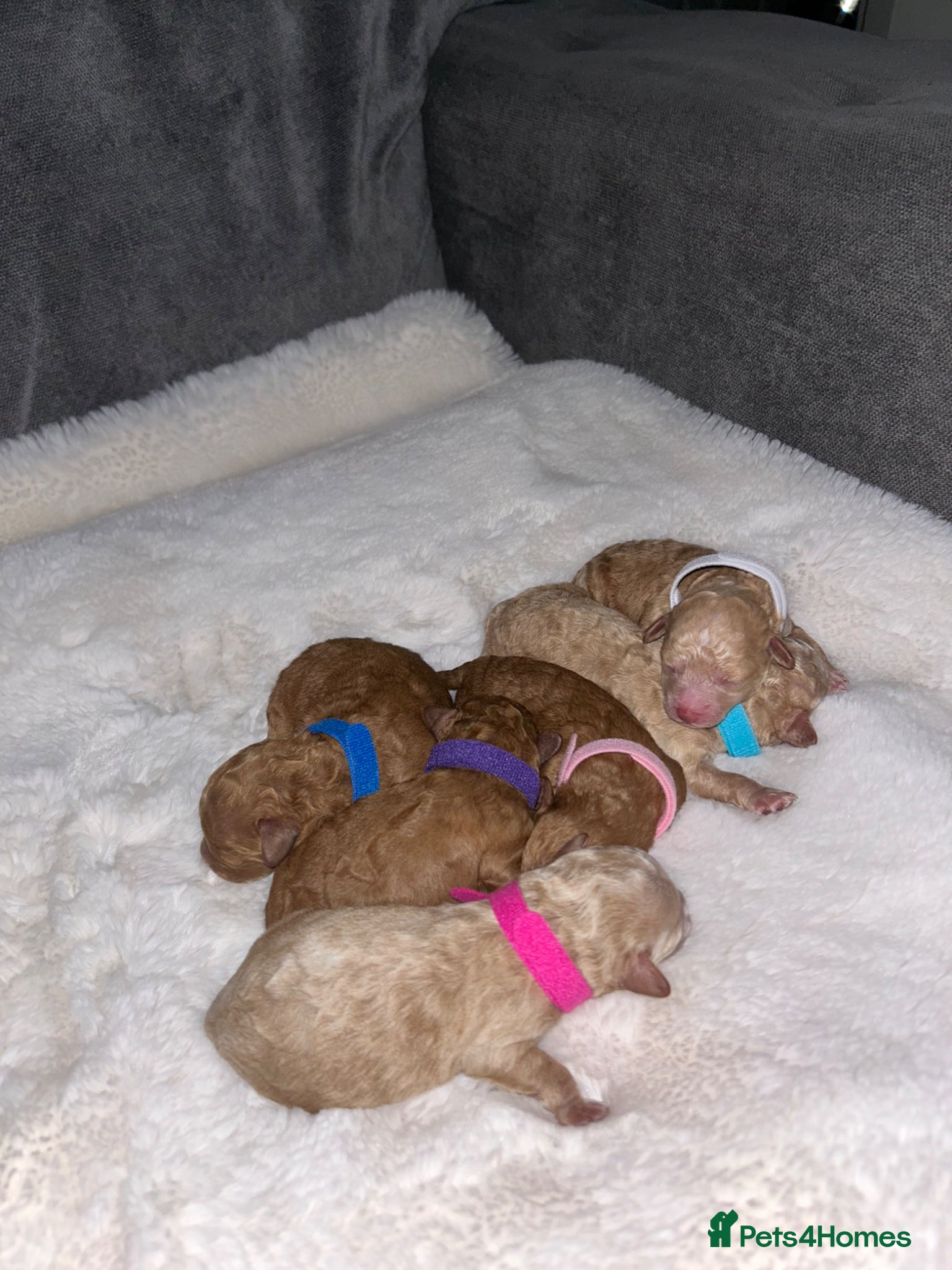 Poochon dogs Tiny asian poochon - Advert 7