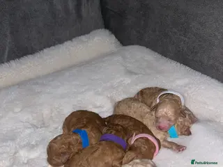 Poochon dogs Tiny asian poochon - Advert 7