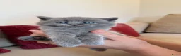 British Shorthair cats for sale: British shorthair kittens  - Advert 9
