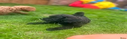 Cavapoo dogs for sale: F1 toy cavapoo  - Advert 7