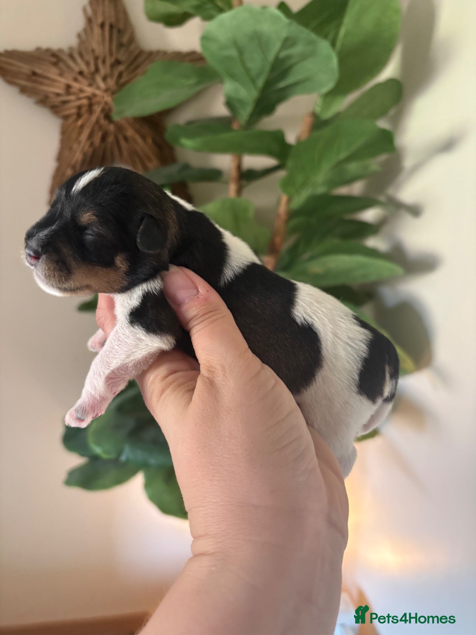 Miniature Schnauzer dogs Beautiful Chocolate Parti Miniature Schnauzers - Advert 8
