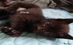 Mixed Breed cats for sale: 🐾 Adorable Black & White Kittens  🐾 - Image 7
