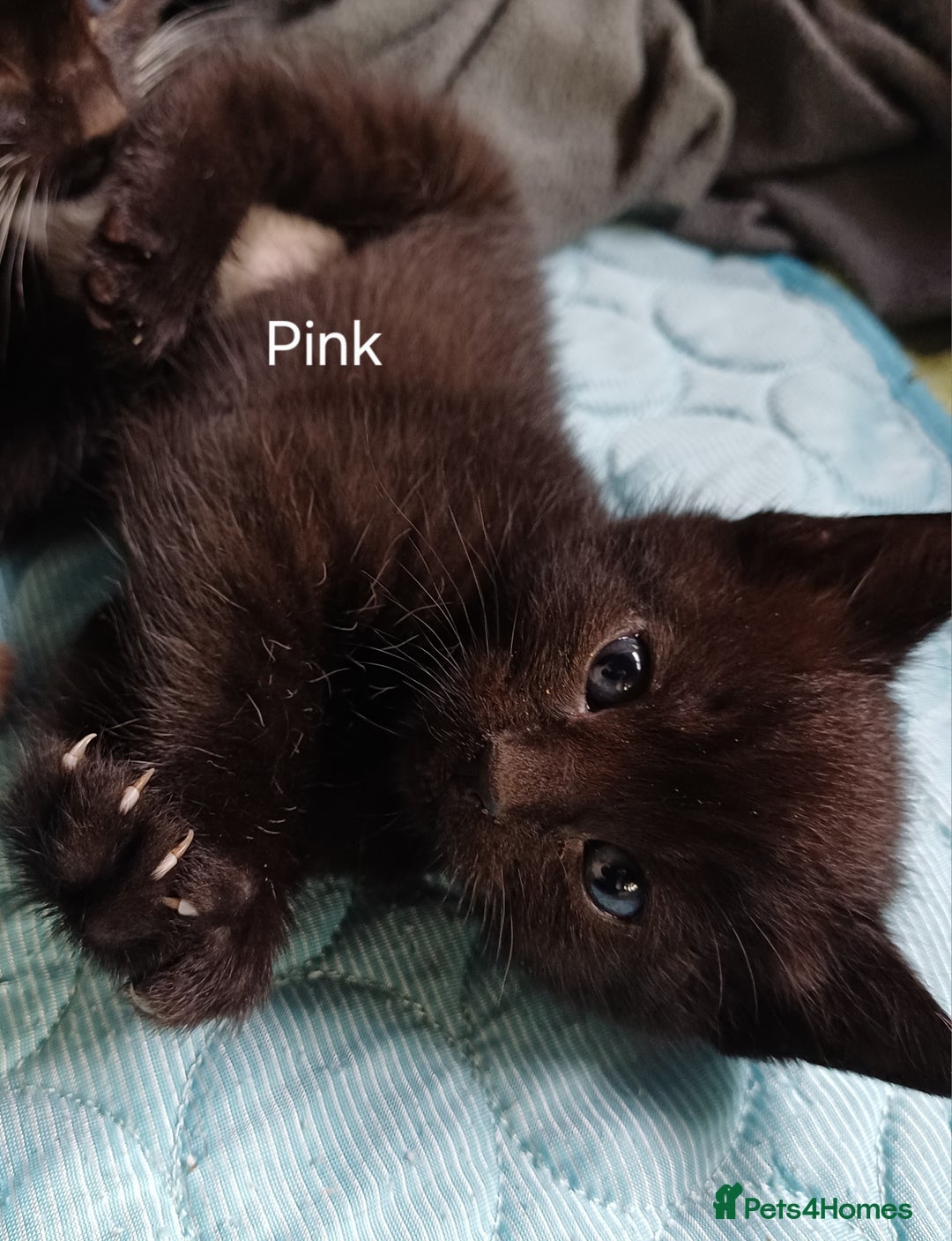 Mixed Breed cats for sale: 🐾 Adorable Black & White Kittens  🐾 - Image 7