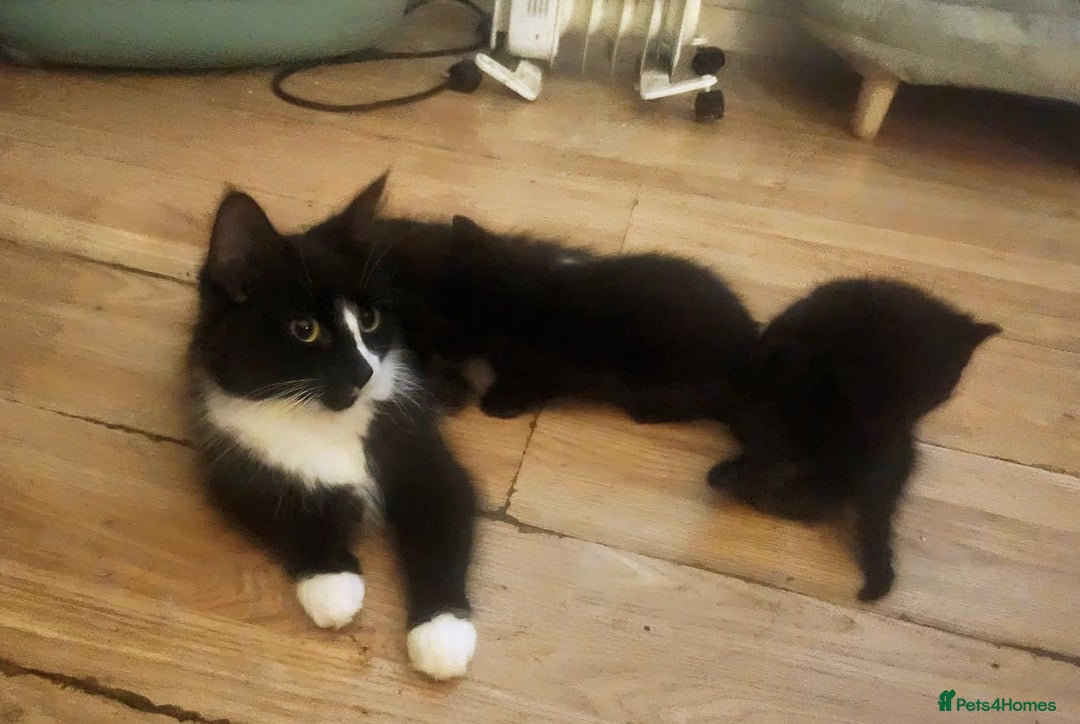 Mixed Breed cats for sale: 3 Beautiful Norwegian Forest X Kittens for sale. - Advert 3
