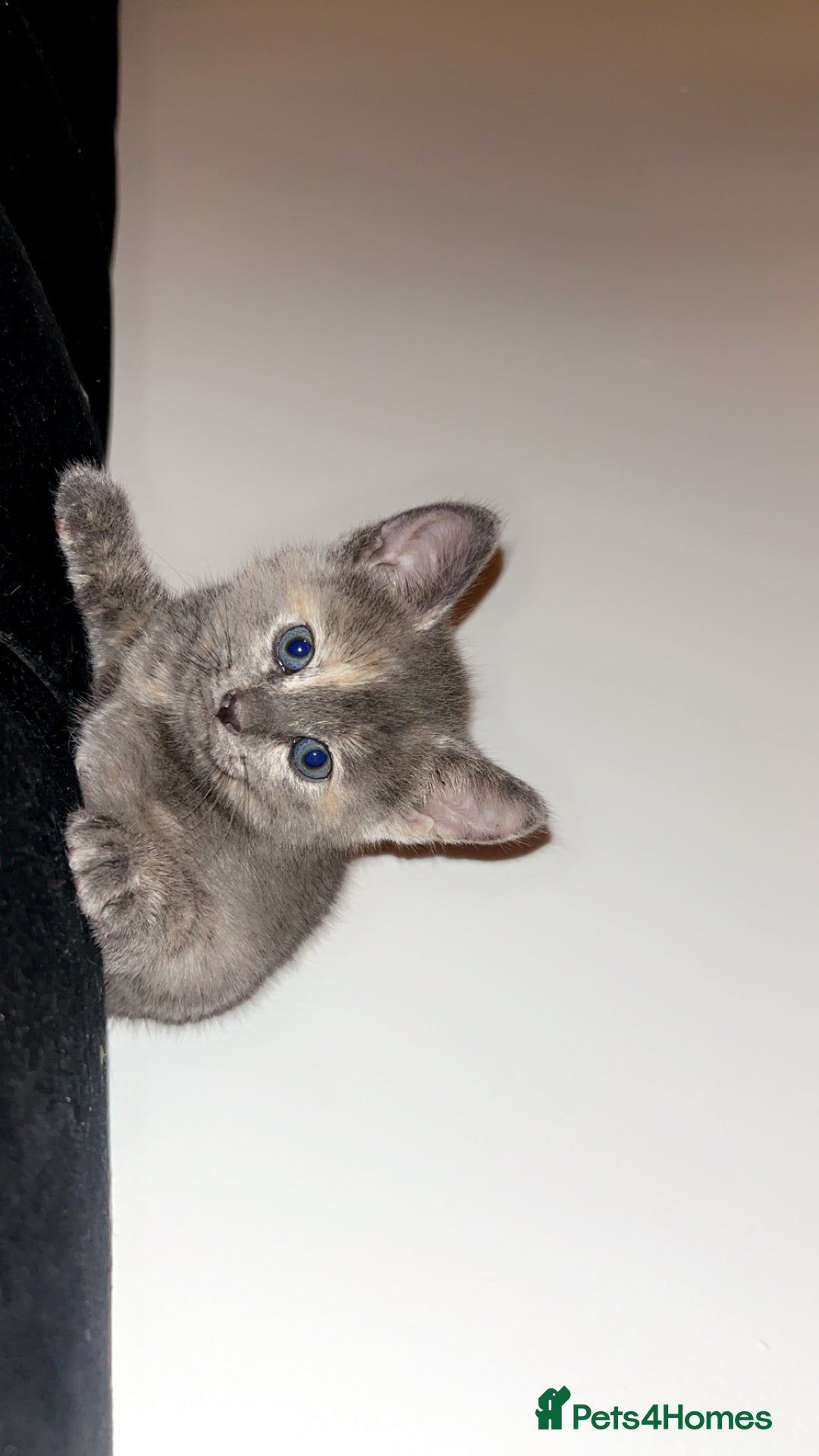 Mixed Breed cats for sale: Ready to leave now - Advert 2