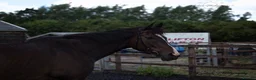 English Thoroughbred horses for sale:     Roman – Sweet TB Gelding with Huge Potential in Newark - Advert 17