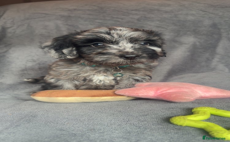 Cockapoo dogs - Advert 4
