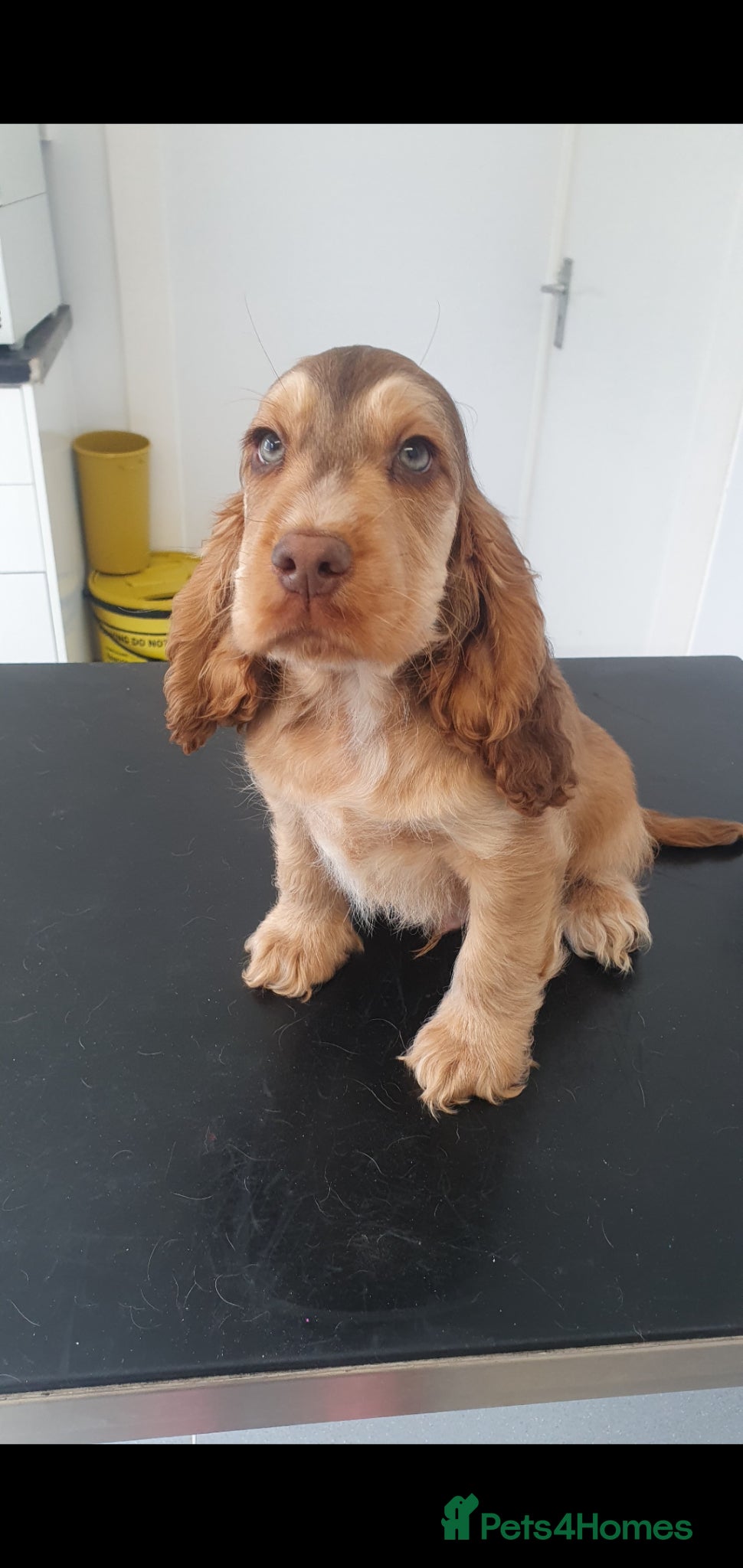 Cocker Spaniel dogs Ready to leave NOW 1 boys left  - Advert 1