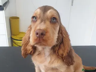 Cocker Spaniel dogs Ready to leave NOW 1 boys left - Advert 1