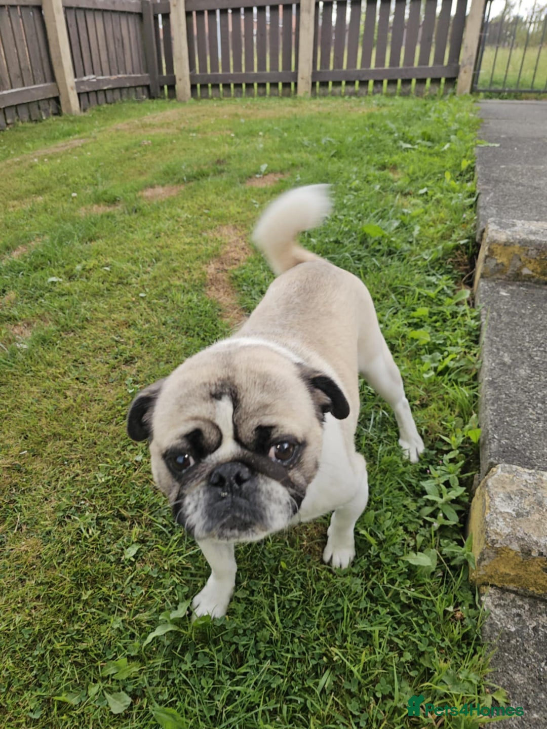 Mixed Breed dogs for sale: Cute Females and Male Dachshunds x Pug for sale  - Image 6