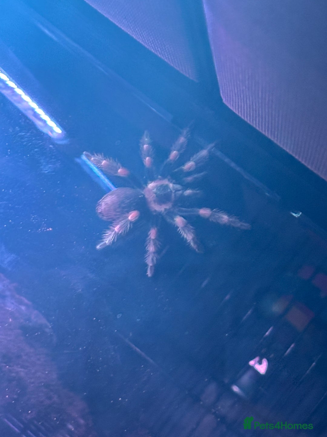 Tarantulas invertebrates for sale: FEMALE MEXICAN RED KNEE COMPLETE SETUP - Advert 1