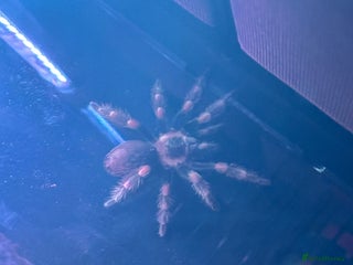 Tarantulas invertebrates for sale: FEMALE MEXICAN RED KNEE COMPLETE SETUP - Advert 1