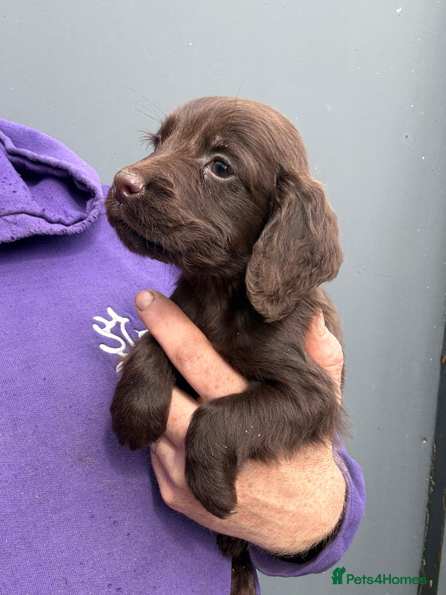 Cocker Spaniel dogs Chocolate Cocker Spaniel pups - Advert 13