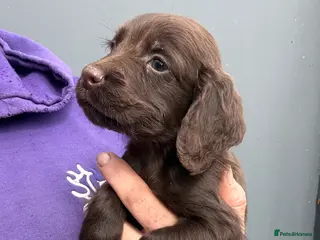 Cocker Spaniel dogs Chocolate Cocker Spaniel pups - Advert 13