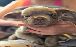 French Bulldog dogs for sale: Fluffy French Bulldog Puppies  - Image 4