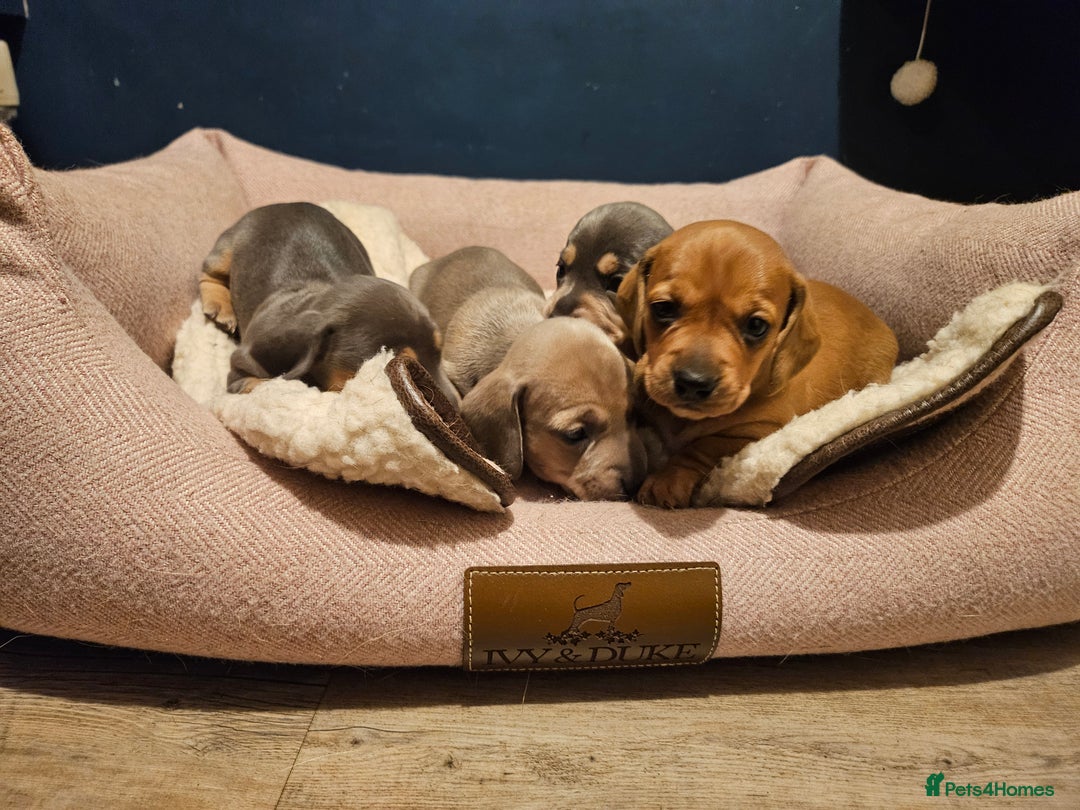 Miniature Dachshund dogs for sale: Kc registers mini smoothaired dachshund puppies - Advert 7