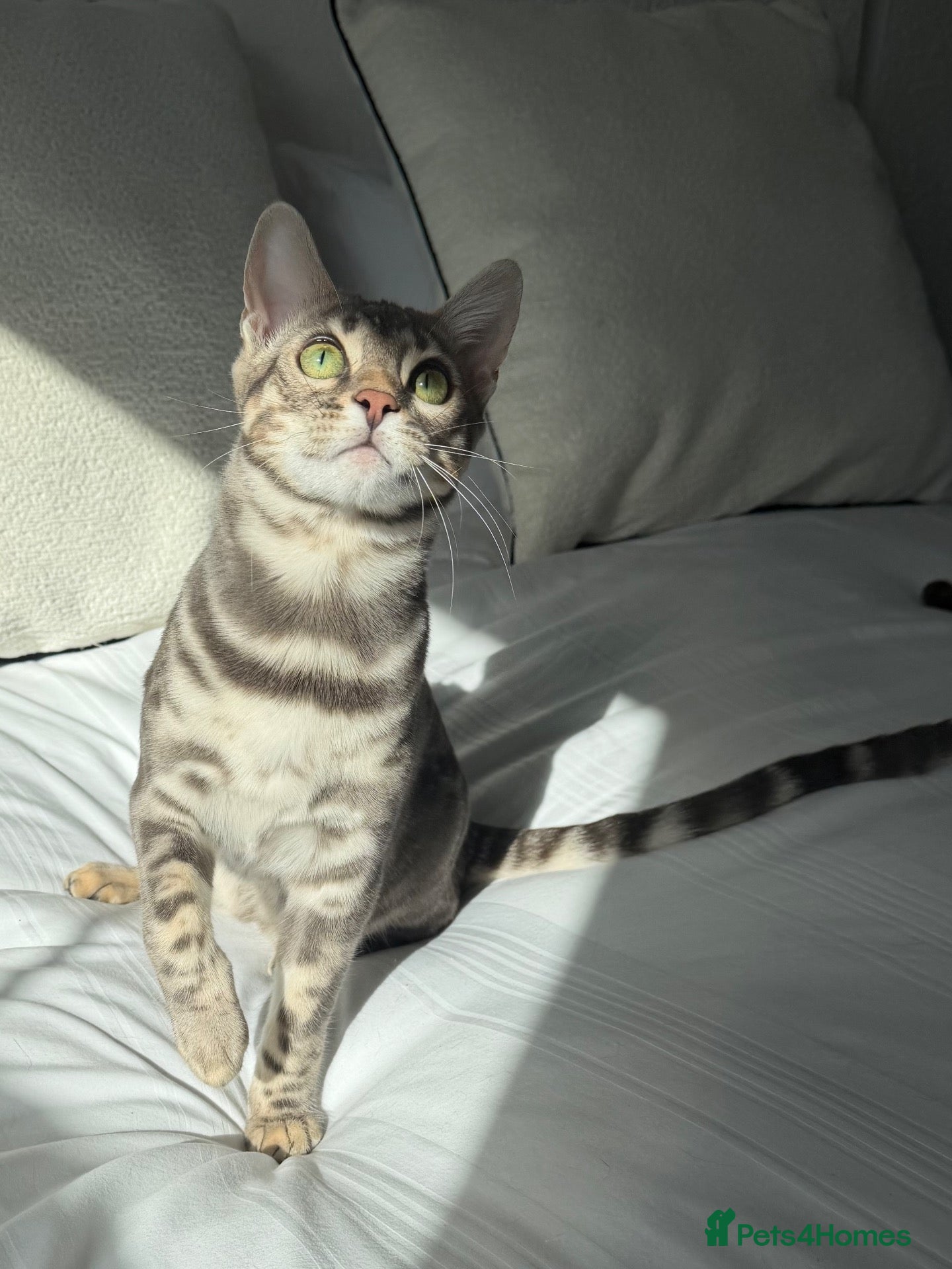 Bengal cats Bengal Brother and Sister: to be re-homed together - Advert 1